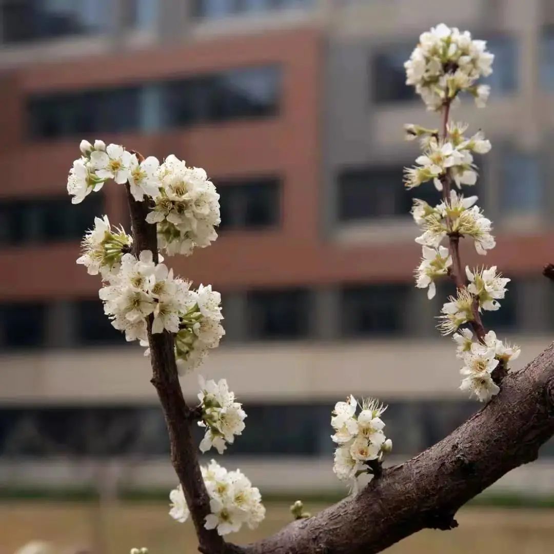 河北医科大学校花图片