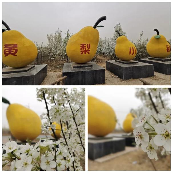 中国黄梨第一镇房寨镇欢迎您来赏梨花
