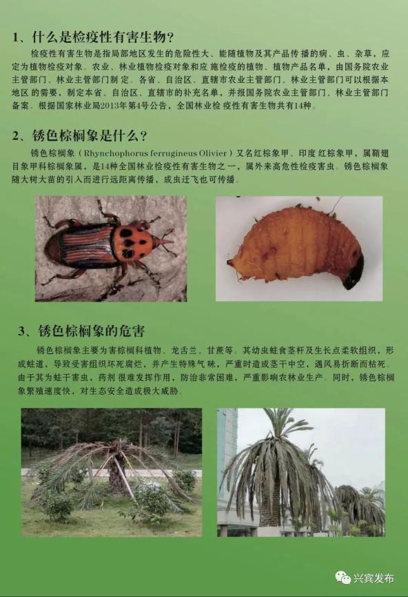 全国林业检疫有害生物锈色棕榈象科普指南