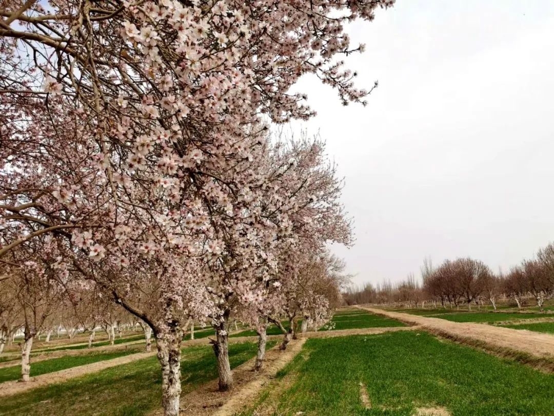 花开莎车定了3月31日至4月5日新疆喀什莎车2021年文化旅游暨巴旦姆