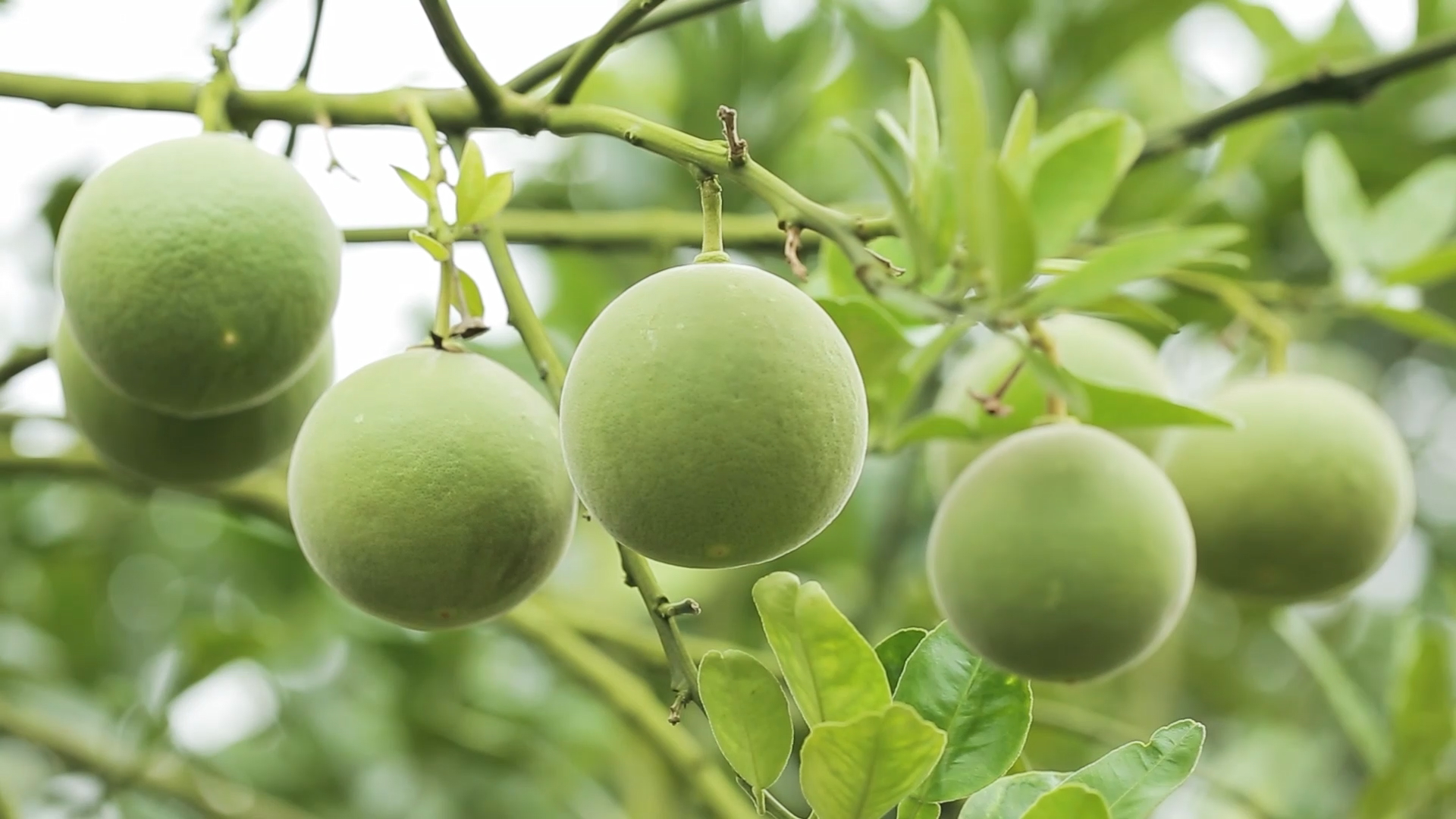 两唯一特显担当化橘红产业现代化发展蹄疾步稳