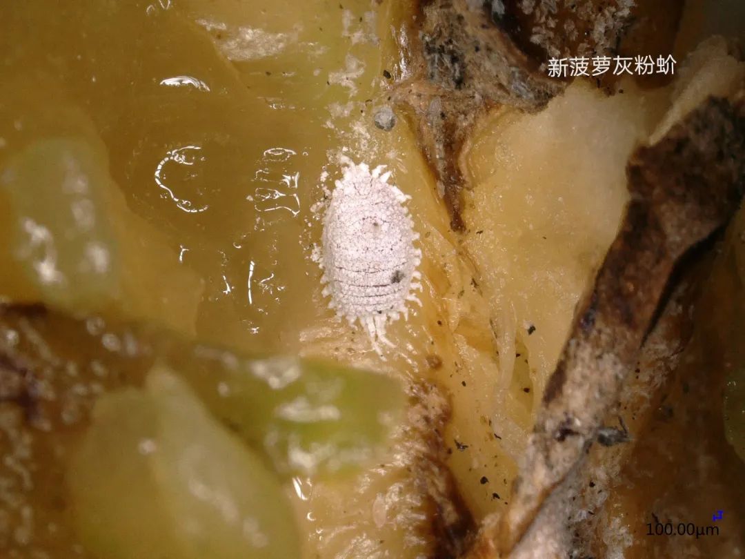 国台办喊话台当局:这就是证据_媒体_澎湃新闻-the paper