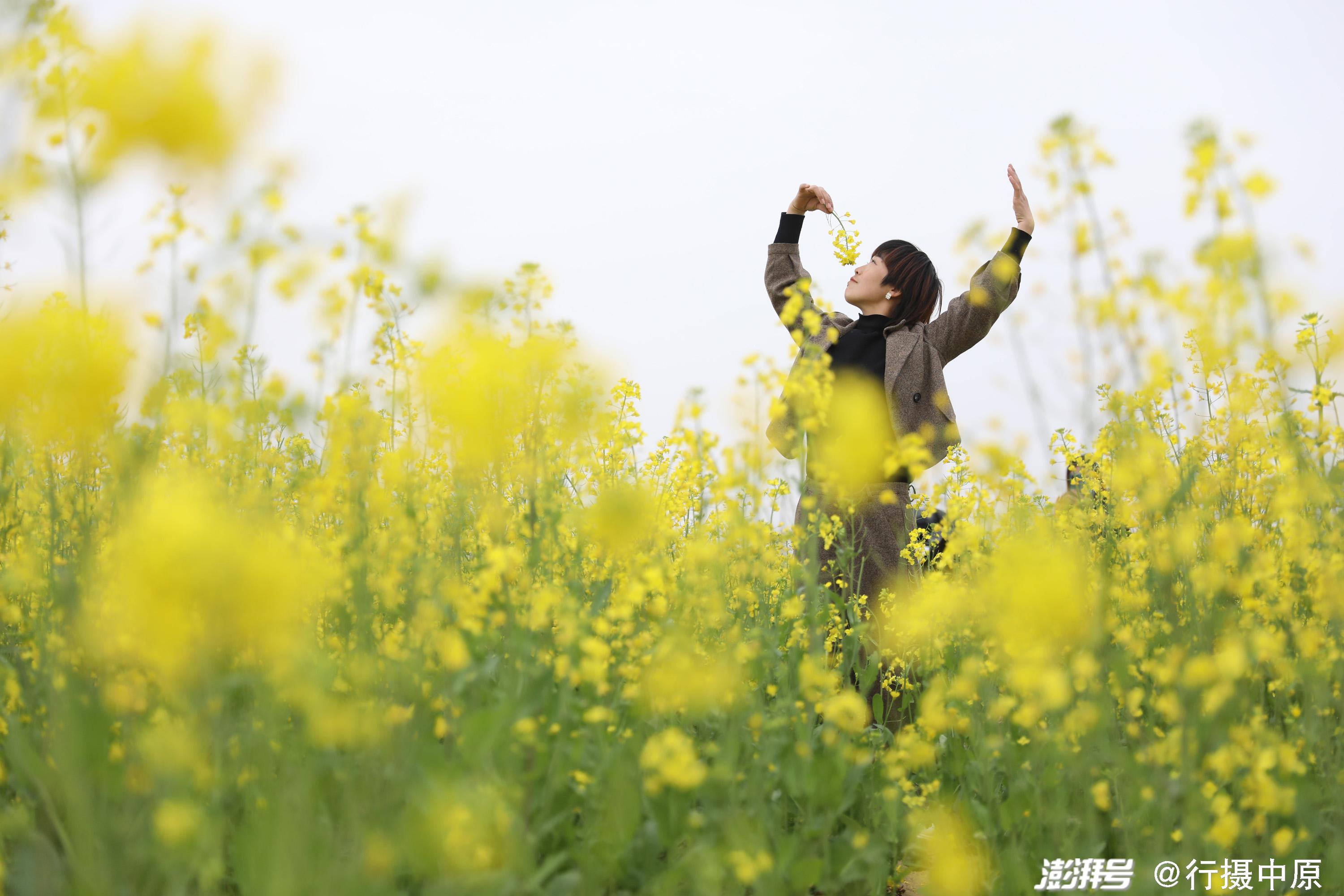 3月31日,游客在河南省焦作市温县黄河滩区油菜花海间赏花拍照.