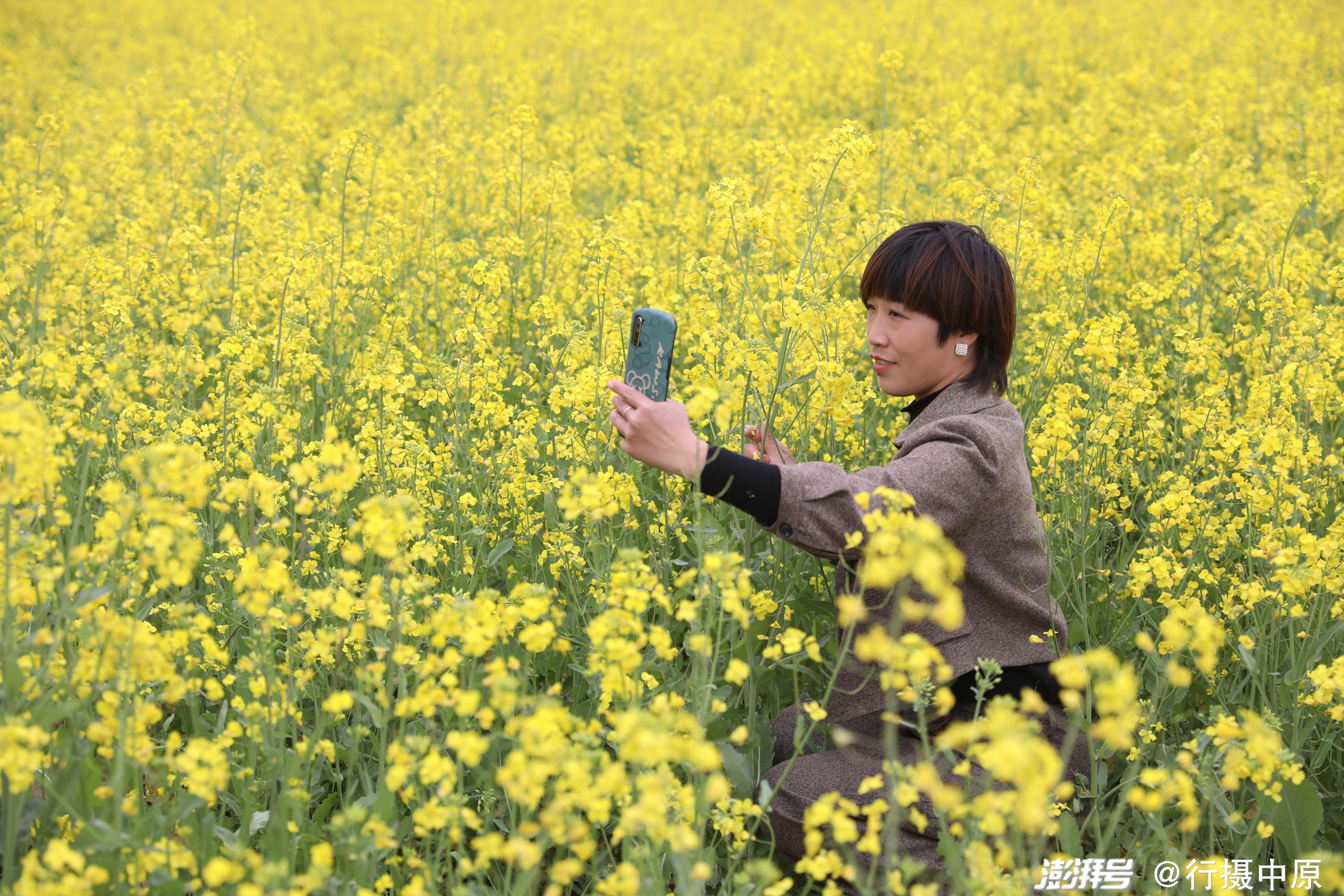 3月31日,游客在河南省焦作市温县黄河滩区油菜花海间赏花拍照.