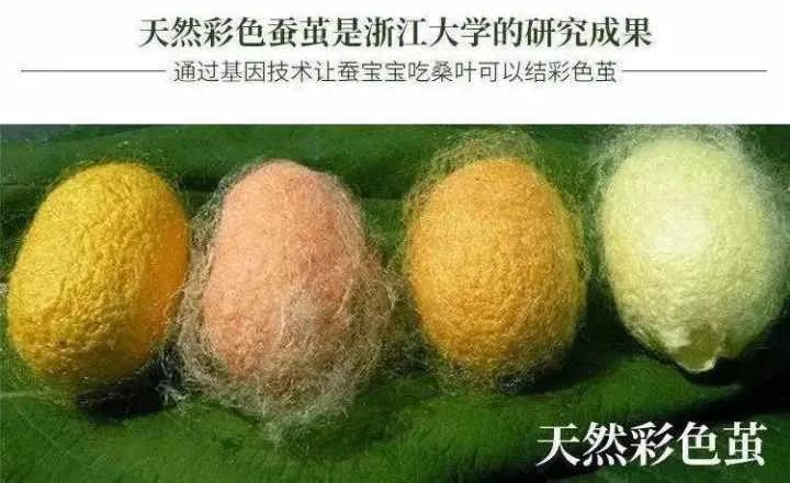 吐彩丝的蚕宝宝你见过吗快来领取你的五彩蚕宝宝吧