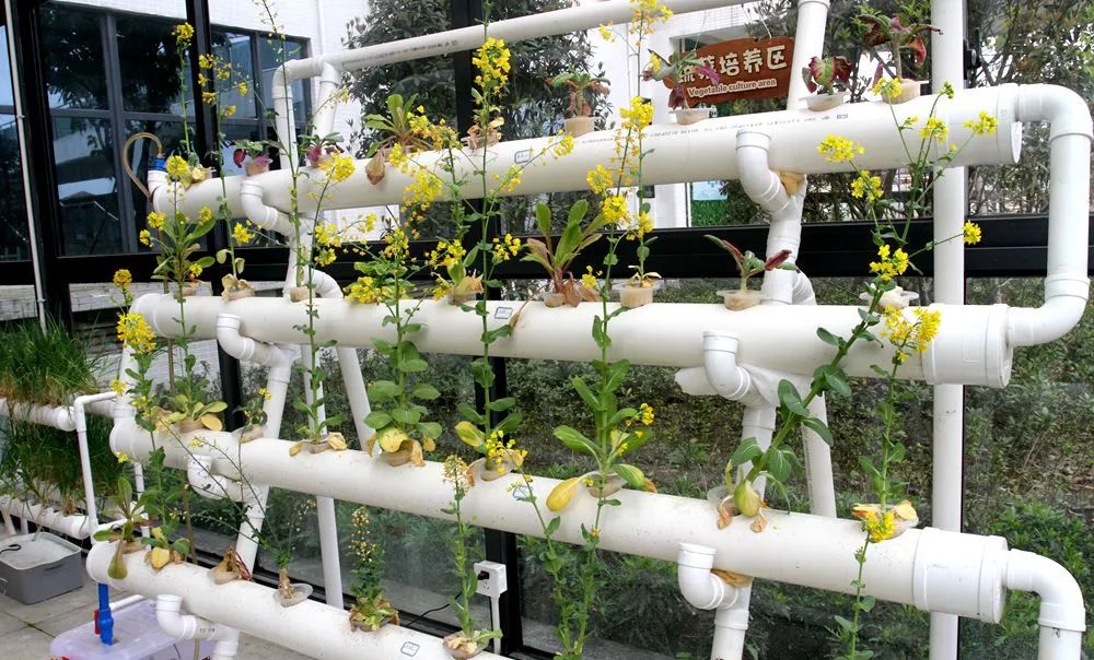 见证哥还了解到了更重要的知识,据刘延美介绍,目前学校农场有有土栽培