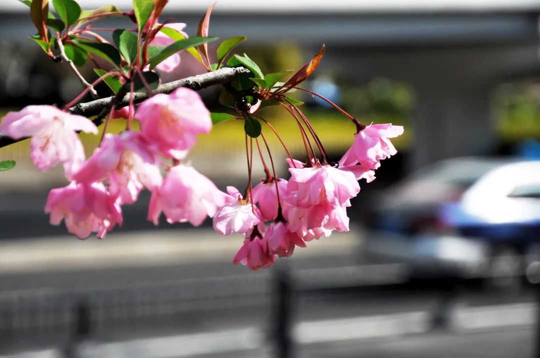 03 茶花茶花,又