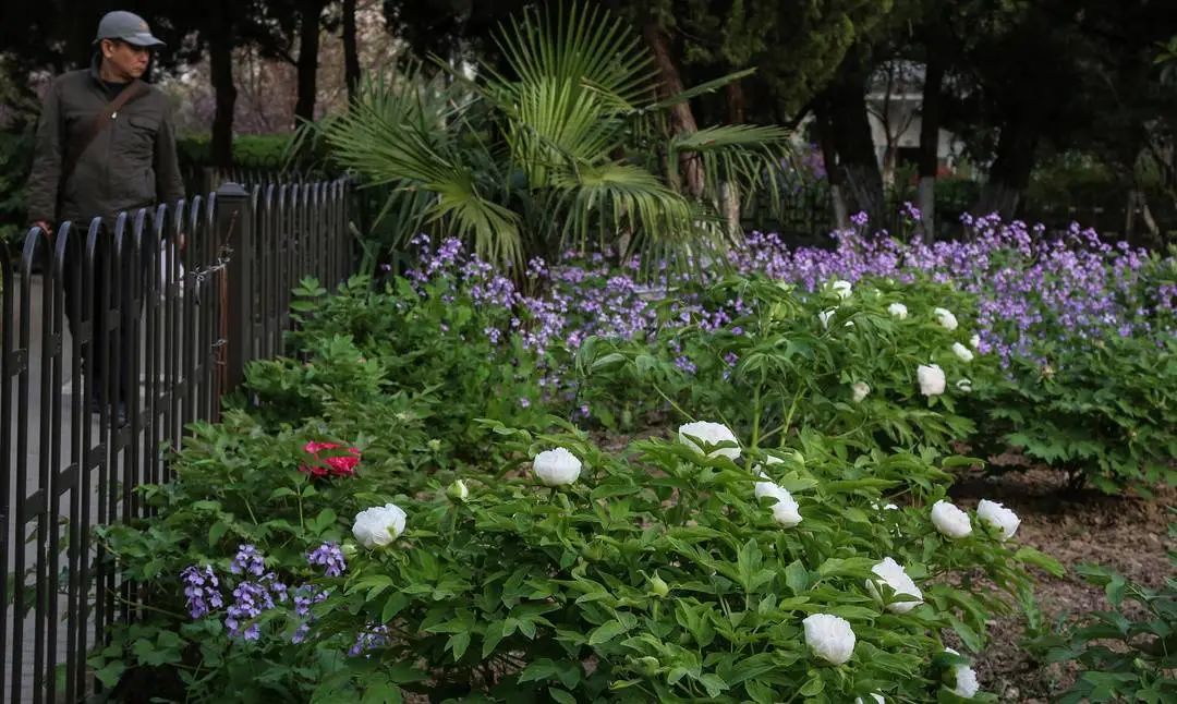 新晋打卡地!市区这座"牡丹后花园"美爆了!