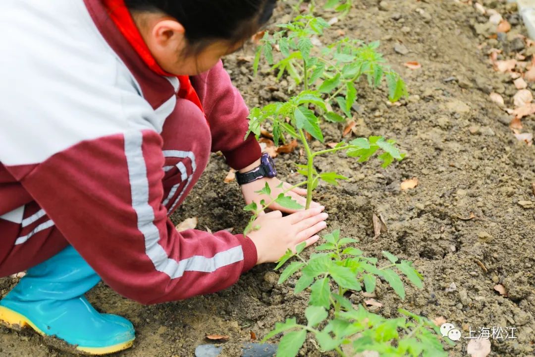 松江这所学校的学生们上课在种菜