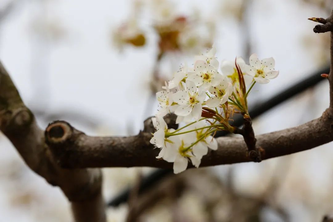 飲馬鎮山陽村第三屆梨花水鎮嘉年華第十二屆山陽梨花節暨遊子尋春半出