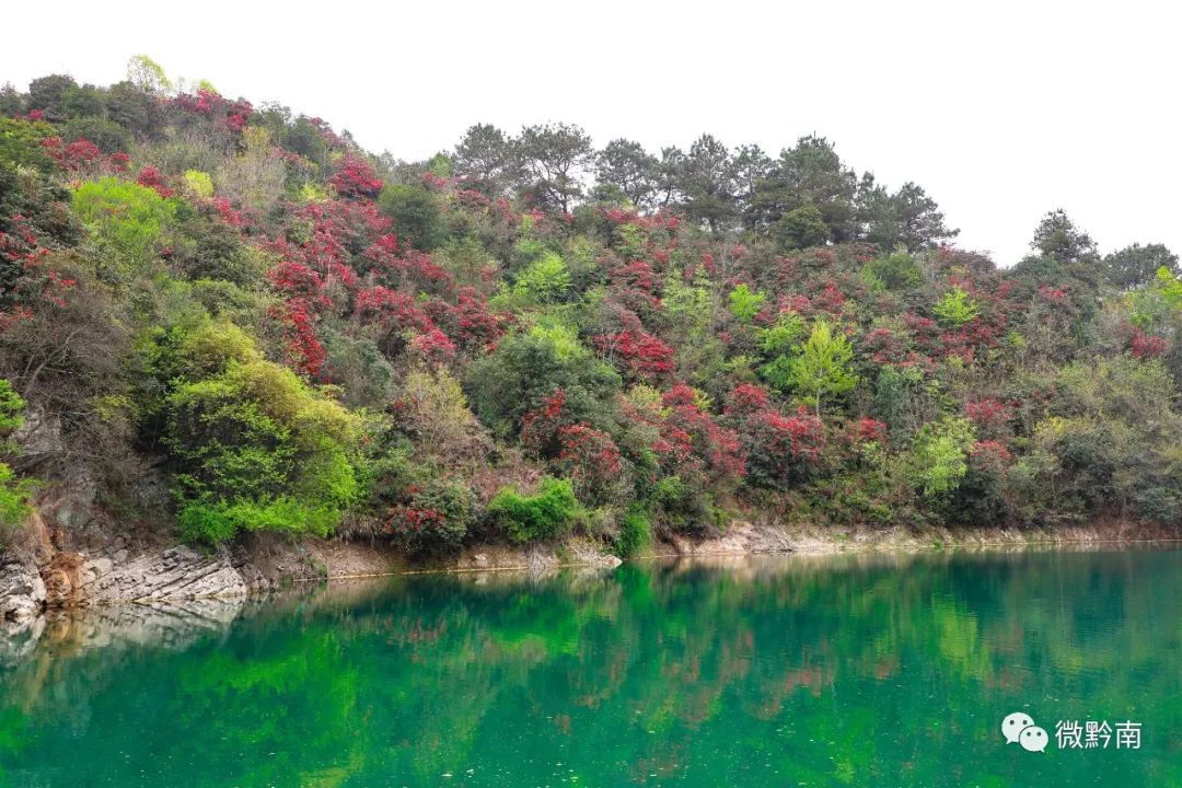 長順縣杜鵑湖風景區位於長順縣廣順鎮,是全國唯一的