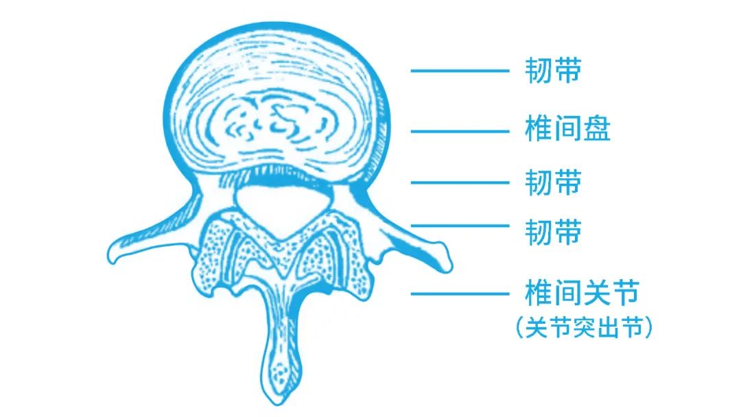 每天只是坐着上个班 这腰怎么会疼得很呢 湃客 澎湃新闻 The Paper