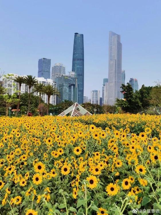 放假通知广州踏青赏花好去处get