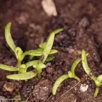 嫩芽罂粟种子罂粟罂粟俗称乌烟,是两年生草本植物,每年初冬播种,春天