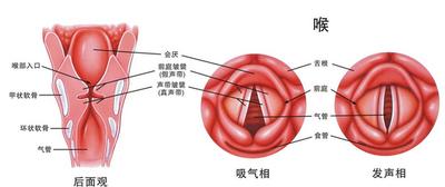 邮医61科普声音嘶哑切莫大意