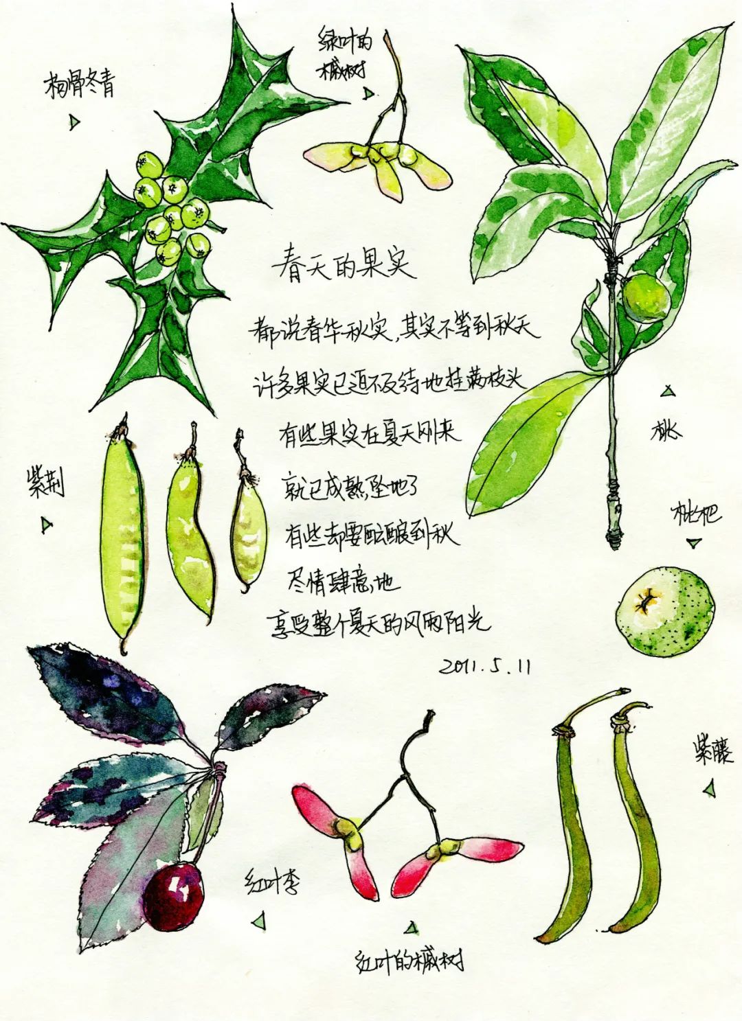 自然笔记(任众绘)本次园艺科普市集还设置科普展示区域,您在展区内能