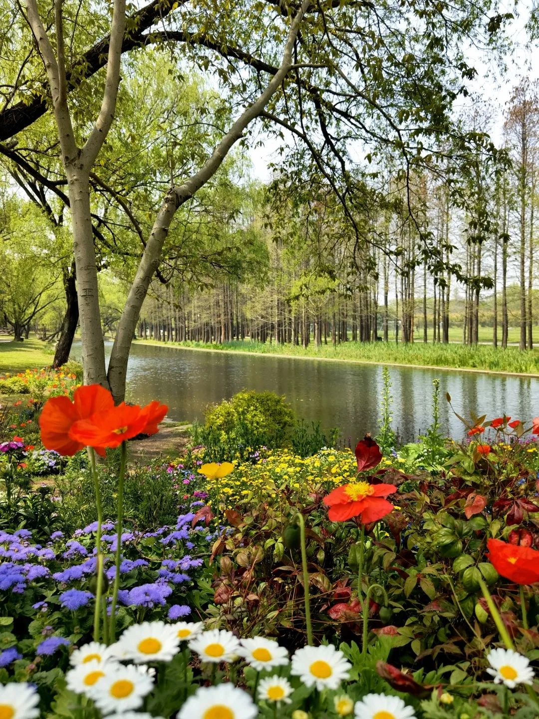 春天树木花草美景图片图片