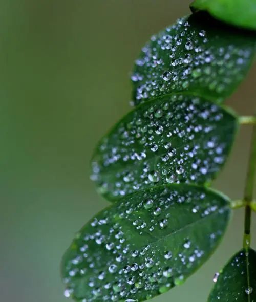 今年清明時節雨紛紛嗎