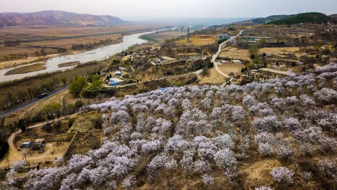 1000多亩杏花正烂漫!快来榆阳寨坬村约会春天