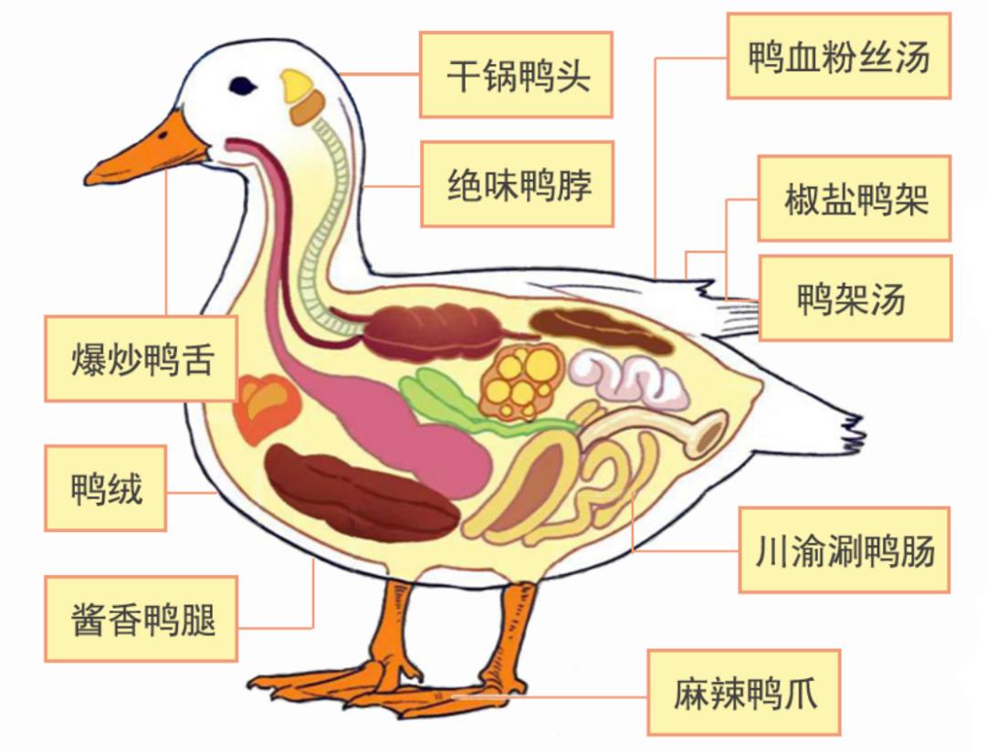 鸭子解剖平面图图片