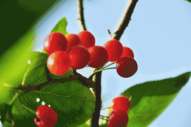 正直播丨甜得像初恋发耳摘樱桃去