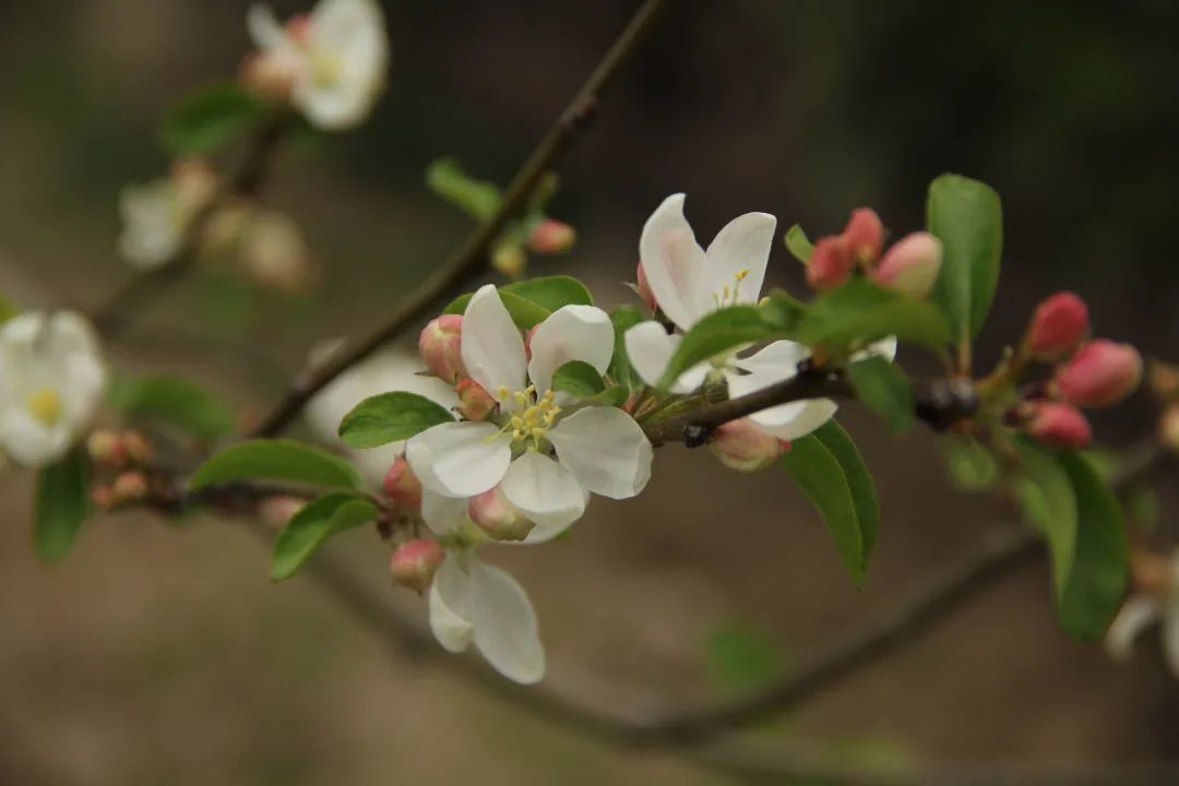 40余种苹果属海棠花全面盛开