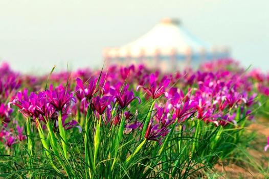 花花世界奔你而来暖春出游赏花约起