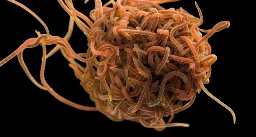 螺杆菌蠕虫图片