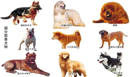 寶雞養犬管理條例牽引帶不得超過15米城區禁養