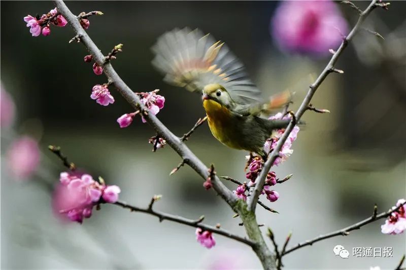 影像丨劉波依戀花間相思鳥