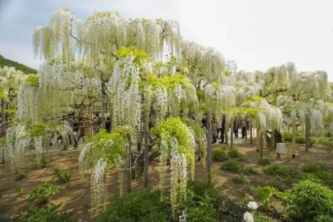 白藤—陆地最长的植物司藤真正的身份.今天一起来揭秘答案是:有的.