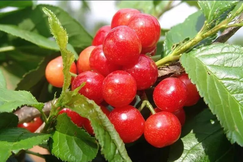 恩桃儿红了抿甜