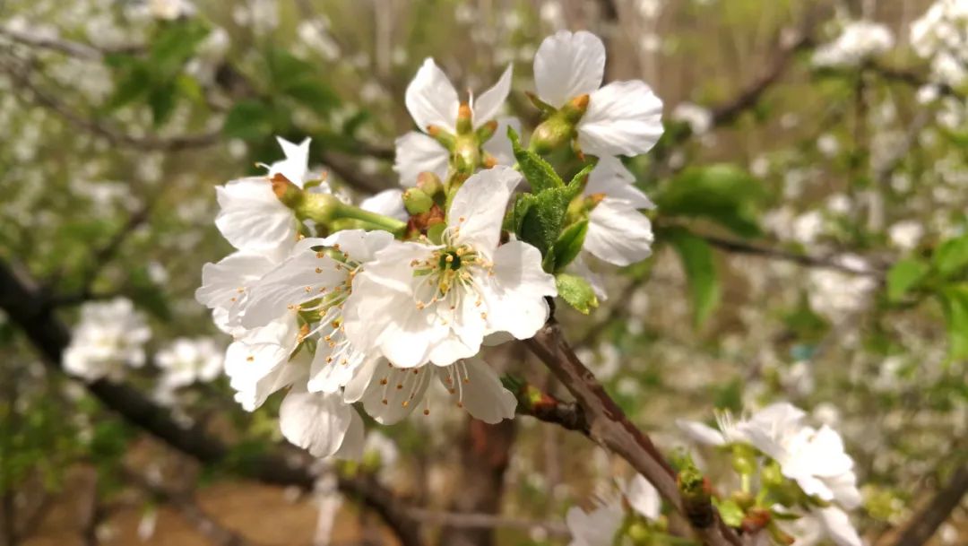 花海散落人间商州三岔河800多亩樱桃花竞相开放