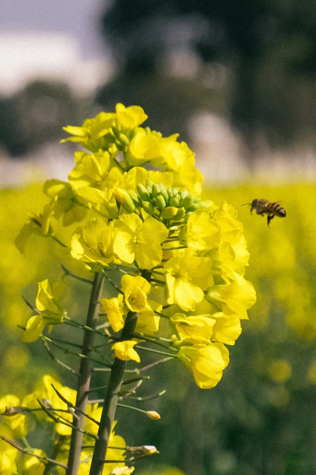 明天去这里看油菜花吧