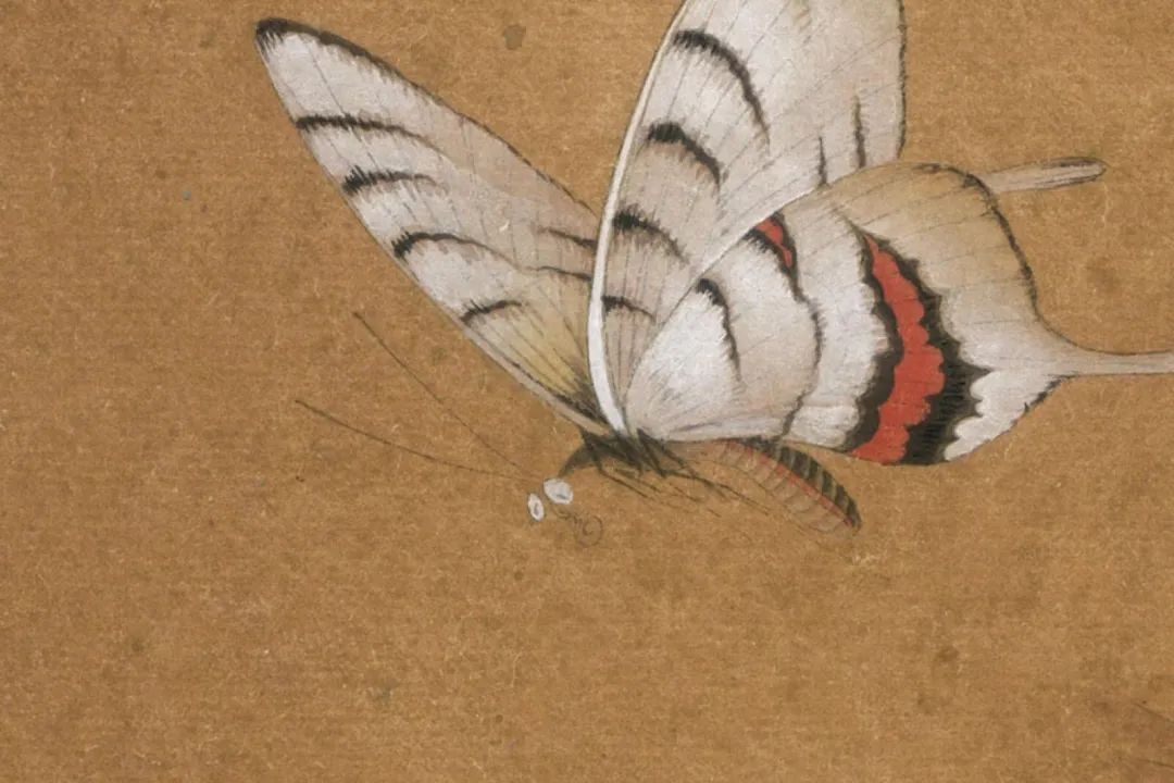 春天怎么能少了蝴蝶?