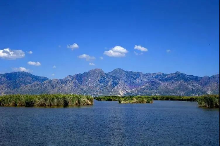 【哈素海风景旅游区】托克托县河口管委会东营子村托克托县黄河麦野谷