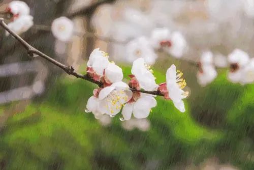 落花成雨詩意望城