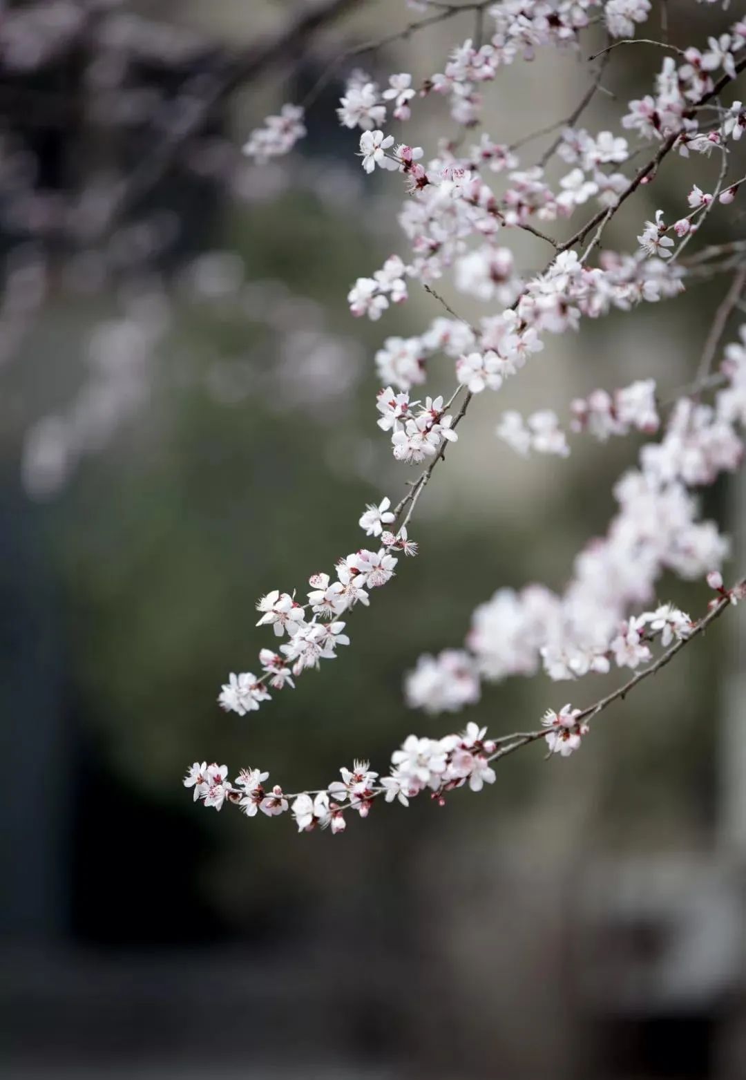 落花成雨詩意望城