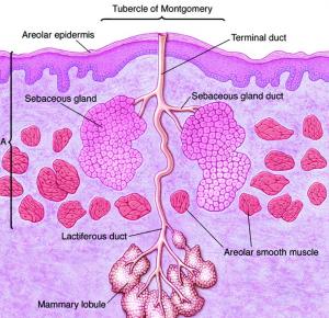 丁香医生图片来源:作者提供 从图中看,蒙氏腺周围结合了一些皮脂腺
