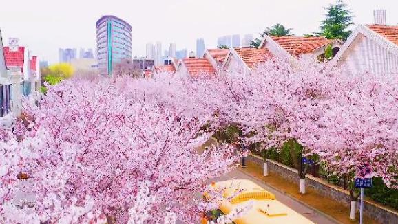 青岛一条宝藏小路藏满绝美樱花!逛着逛着…又看到5万元一斤的崂山茶!