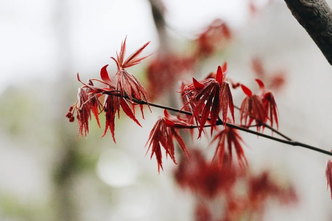 华政园春雨