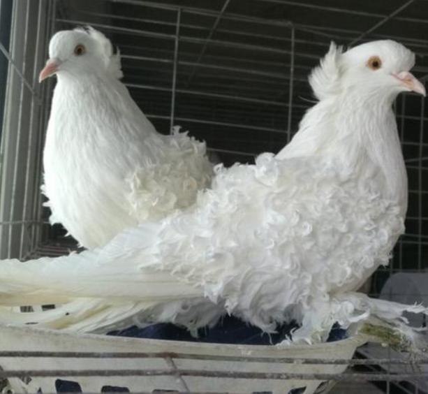 也叫卷毛鸽这种品种叫皱背鸽笑死!鸽子也有自来卷!