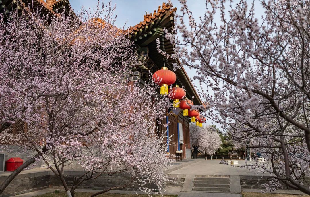 法华寺的桃花没有最美只有更美