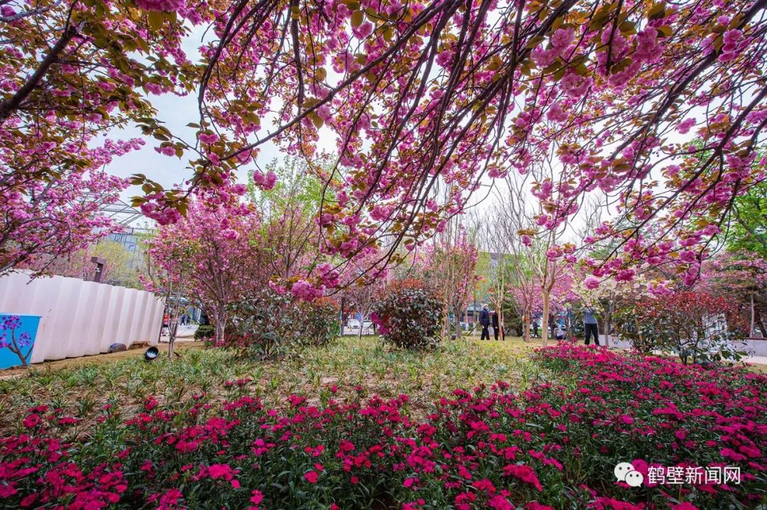 千万朵樱花齐放,这里鲜花盛开鹤壁的樱花有多美?