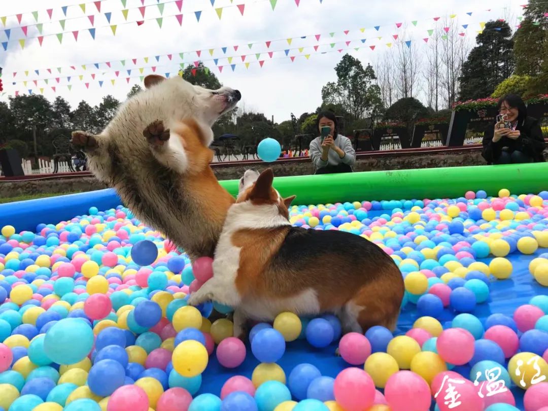 温江1元门票的萌宠乐园,究竟值不值得去?