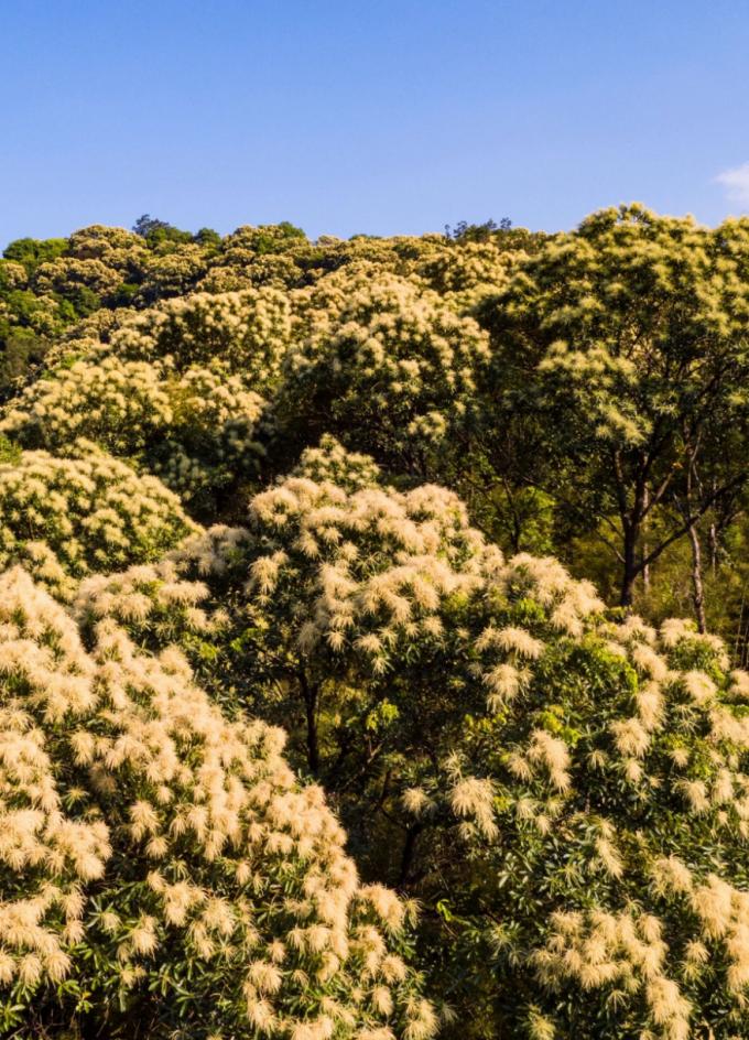 绝美航拍!在万绿湖深处,万亩椎树齐开花
