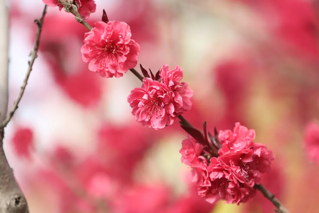 一路一风景咸阳花海又美出了新高度