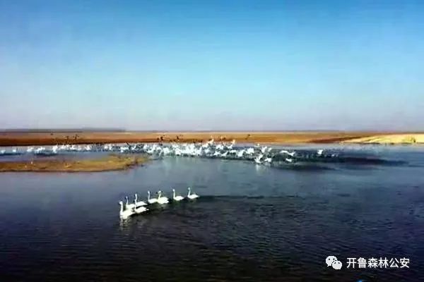 近期,在建华镇他拉干水库,麦新镇台河口枢纽等地有大批天鹅停留,补充