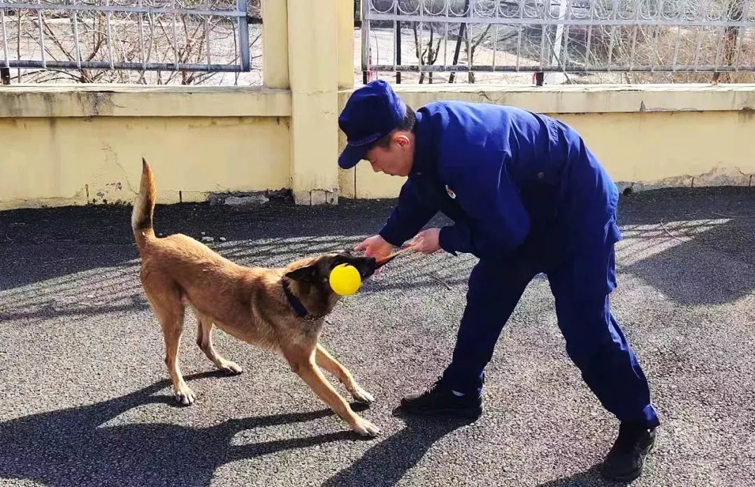 搜救犬在工作犬的所有類別中是僅次於警犬的最受