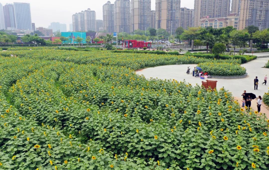 秒出大片千燈湖畔這片向日葵花海正值最佳賞花期